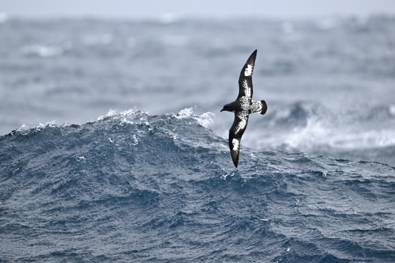 PLA20-24, Day 14, YA6_1080_20241031_7304 © Yves Adams - Oceanwide Expeditions.JPG