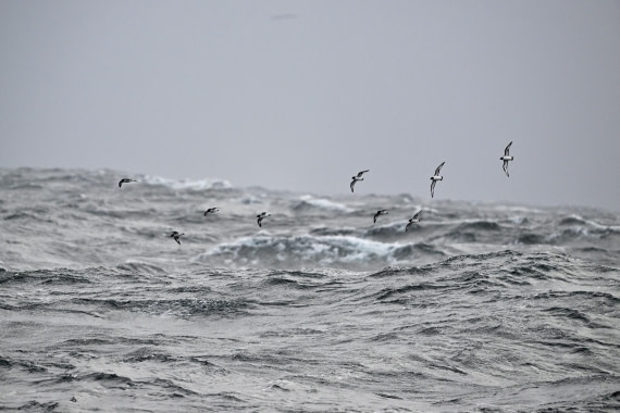 PLA20-24, Day 14, YA6_9366_20241031_7285 © Yves Adams - Oceanwide Expeditions.JPG