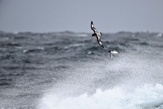 PLA20-24, Day 14, YA6_9666_20241031_7288 © Yves Adams - Oceanwide Expeditions.JPG