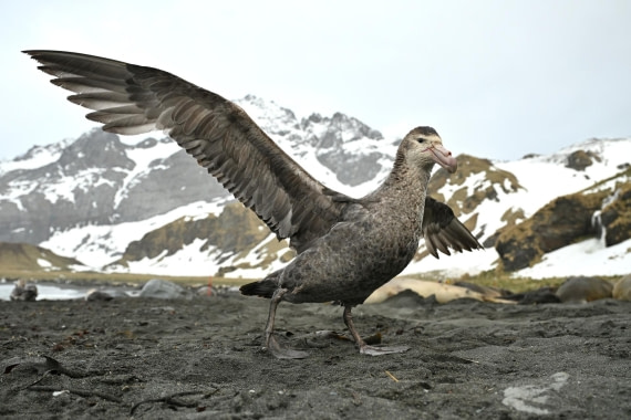 PLA20-24, Day 12, 8AY_2622_20241029_6987 © Yves Adams - Oceanwide Expeditions.JPG