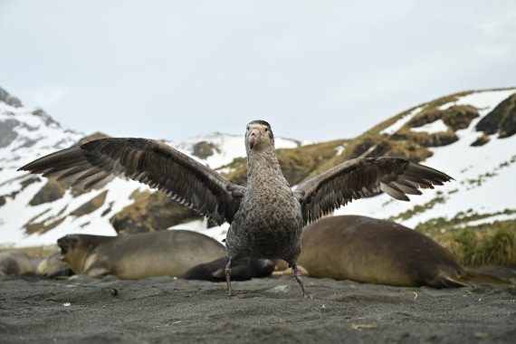 PLA20-24, Day 12, 8AY_2765_20241029_6986 © Yves Adams - Oceanwide Expeditions.JPG