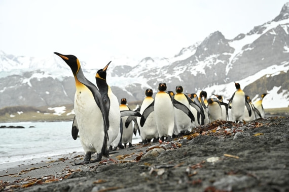 PLA20-24, Day 12, 8AY_3290_20241029_6963 © Yves Adams - Oceanwide Expeditions.JPG