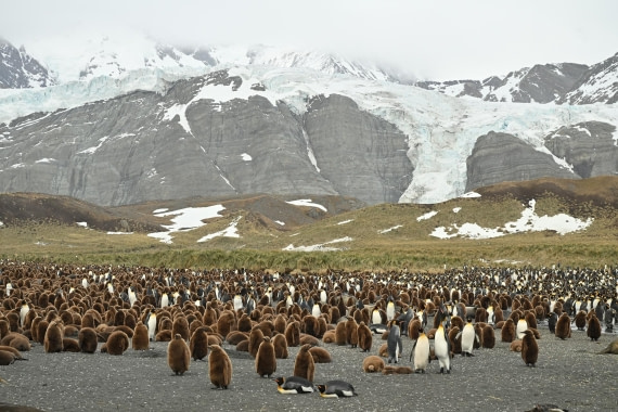 PLA20-24, Day 12, 8AY_4331_20241029_6931 © Yves Adams - Oceanwide Expeditions.JPG