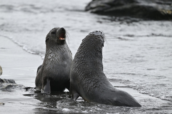 PLA20-24, Day 12, YA6_1247_20241029_6982 © Yves Adams - Oceanwide Expeditions.JPG