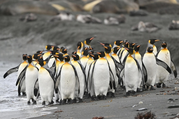 PLA20-24, Day 12, YA6_1502_20241029_6978 © Yves Adams - Oceanwide Expeditions.JPG