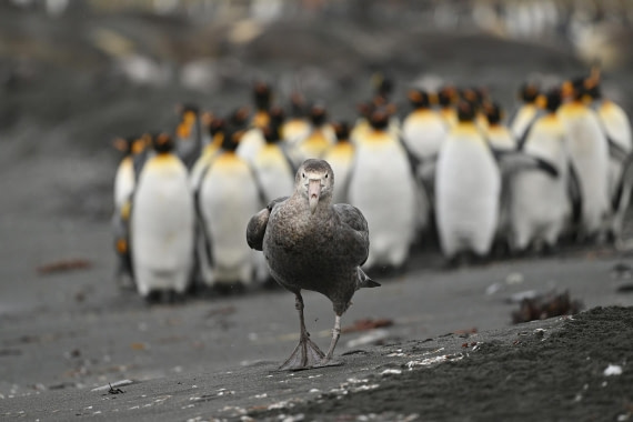 PLA20-24, Day 12, YA6_1549_20241029_6977 © Yves Adams - Oceanwide Expeditions.JPG