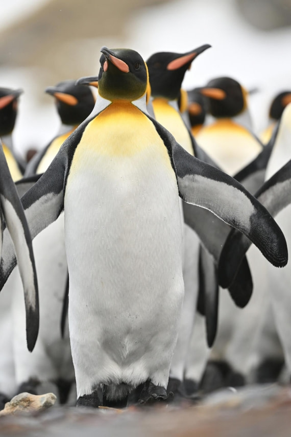 PLA20-24, Day 12, YA6_2034_20241029_6973 © Yves Adams - Oceanwide Expeditions.JPG