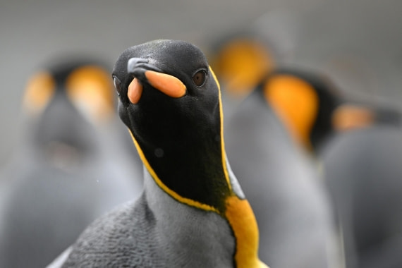 PLA20-24, Day 12, YA6_2076_20241029_6972 © Yves Adams - Oceanwide Expeditions.JPG