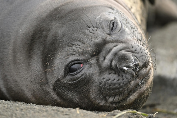 PLA20-24, Day 12, YA6_2921_20241029_6961 © Yves Adams - Oceanwide Expeditions.JPG