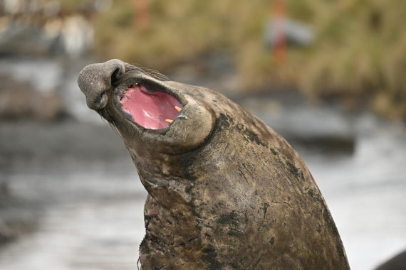 PLA20-24, Day 12, YA6_3089_20241029_6959 © Yves Adams - Oceanwide Expeditions.JPG