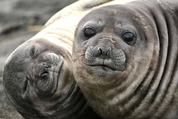 PLA20-24, Day 12, YA6_3606_20241029_6953 © Yves Adams - Oceanwide Expeditions.JPG