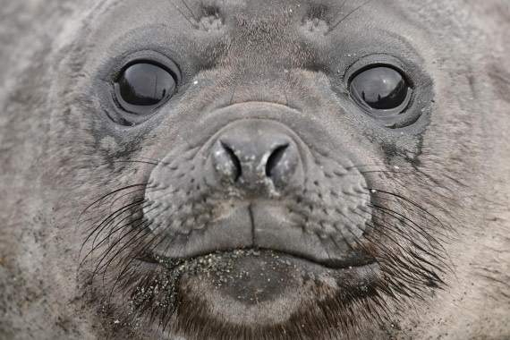 PLA20-24, Day 12, YA6_4164_20241029_6944 © Yves Adams - Oceanwide Expeditions.JPG