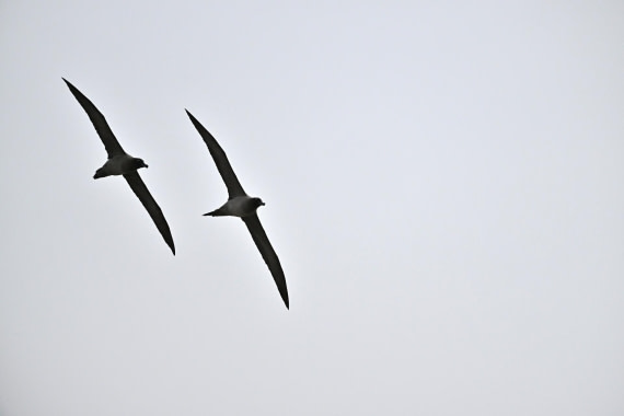 PLA20-24, Day 12, YA6_4234_20241029_6943 © Yves Adams - Oceanwide Expeditions.JPG