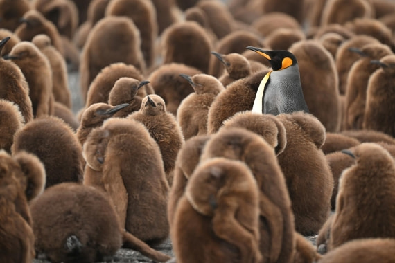 PLA20-24, Day 12, YA6_4352_20241029_6939 © Yves Adams - Oceanwide Expeditions.JPG