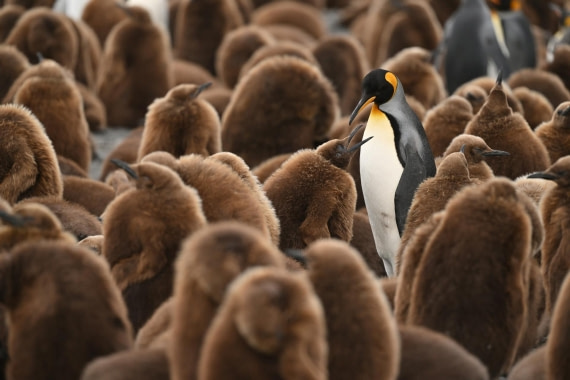PLA20-24, Day 12, YA6_4416_20241029_6937 © Yves Adams - Oceanwide Expeditions.JPG