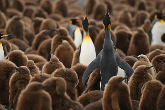 PLA20-24, Day 12, YA6_4502_20241029_6936 © Yves Adams - Oceanwide Expeditions.JPG