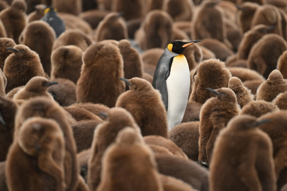 PLA20-24, Day 12, YA6_4524_20241029_6935 © Yves Adams - Oceanwide Expeditions.JPG