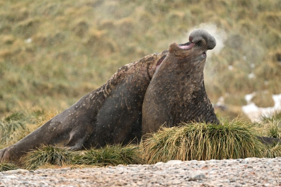 PLA20-24, Day 12, YA6_5452_20241029_7120 © Yves Adams - Oceanwide Expeditions.JPG