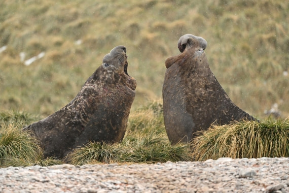 PLA20-24, Day 12, YA6_5475_20241029_7121 © Yves Adams - Oceanwide Expeditions.JPG