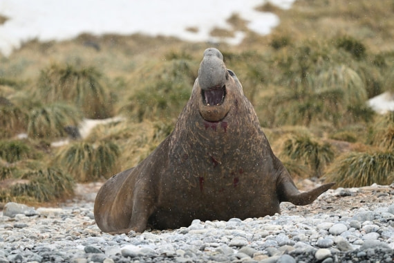 PLA20-24, Day 12, YA6_5571_20241029_7122 © Yves Adams - Oceanwide Expeditions.JPG