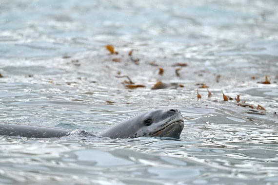 PLA20-24, Day 12, YA6_5713_20241029_7124 © Yves Adams - Oceanwide Expeditions.JPG