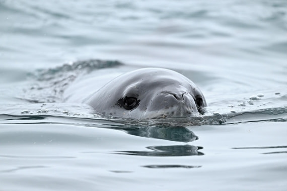 PLA20-24, Day 12, YA6_5739_20241029_7125 © Yves Adams - Oceanwide Expeditions.JPG