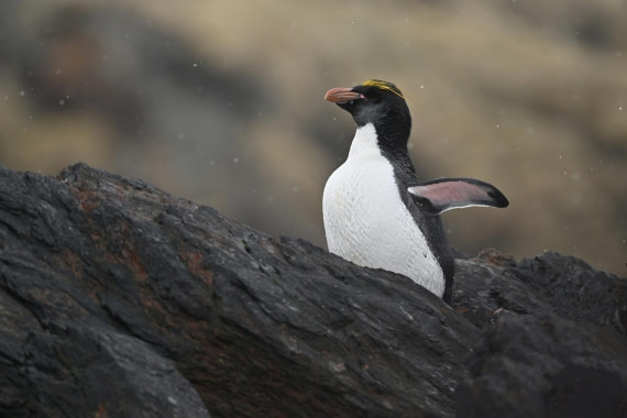 PLA20-24, Day 12, YA6_6285_20241029_7127 © Yves Adams - Oceanwide Expeditions.JPG