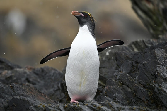 PLA20-24, Day 12, YA6_6501_20241029_7129 © Yves Adams - Oceanwide Expeditions.JPG