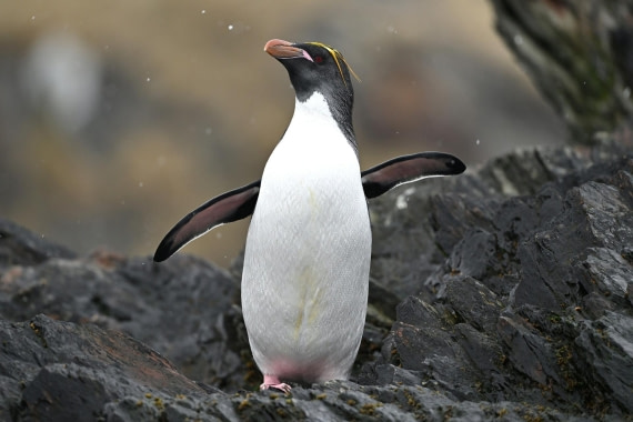 PLA20-24, Day 12, YA6_6504_20241029_7130 © Yves Adams - Oceanwide Expeditions.JPG