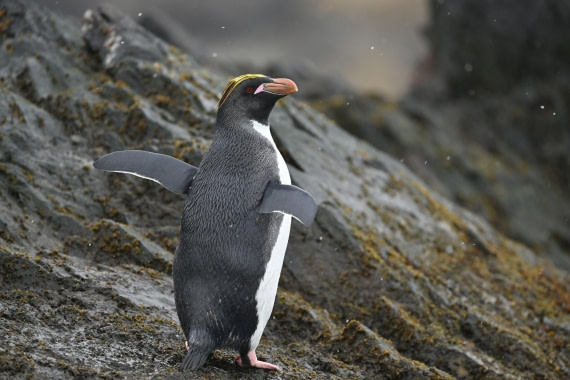 PLA20-24, Day 12, YA6_6932_20241029_7132 © Yves Adams - Oceanwide Expeditions.JPG