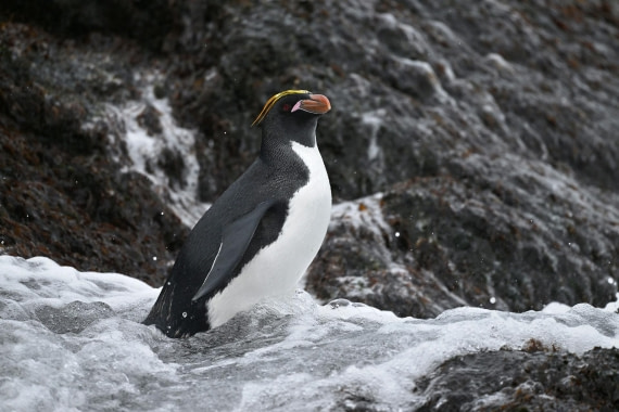 PLA20-24, Day 12, YA6_7105_20241029_7135 © Yves Adams - Oceanwide Expeditions.JPG
