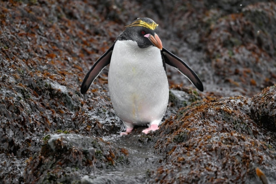 PLA20-24, Day 12, YA6_7149_20241029_7137 © Yves Adams - Oceanwide Expeditions.JPG