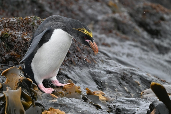 PLA20-24, Day 12, YA6_7180_20241029_7138 © Yves Adams - Oceanwide Expeditions.JPG