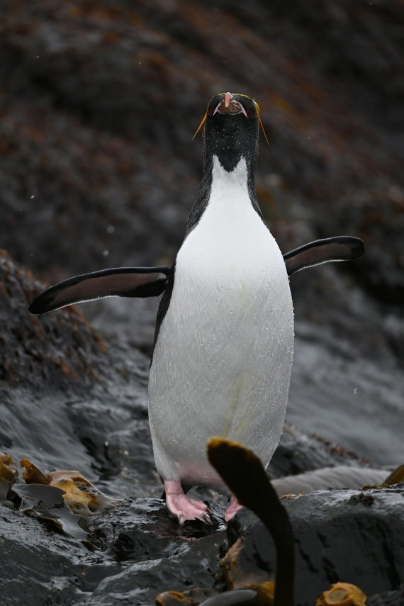 PLA20-24, Day 12, YA6_7187_20241029_7139 © Yves Adams - Oceanwide Expeditions.JPG