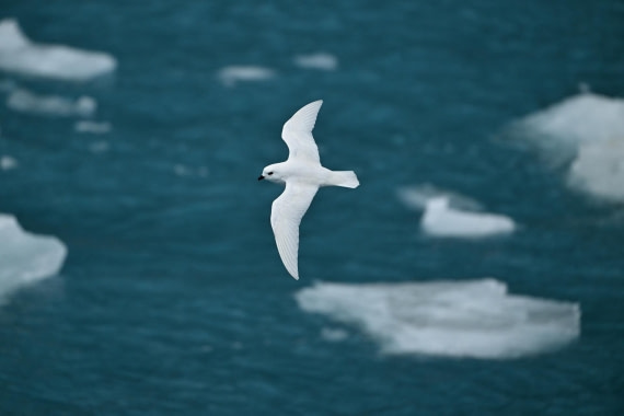 PLA20-24, Day 12, YA6_7971_20241029_7145 © Yves Adams - Oceanwide Expeditions.JPG