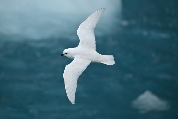 PLA20-24, Day 12, YA6_8206_20241029_7147 © Yves Adams - Oceanwide Expeditions.JPG