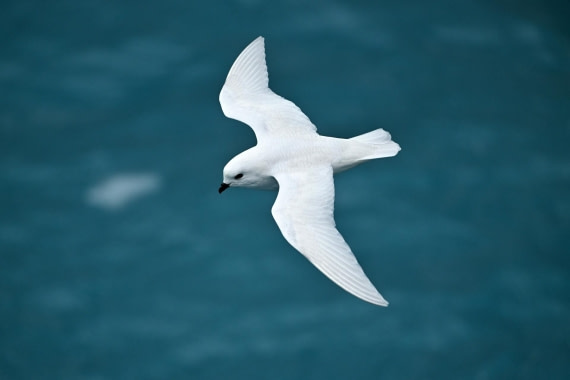 PLA20-24, Day 12, YA6_8220_20241029_7148 © Yves Adams - Oceanwide Expeditions.JPG