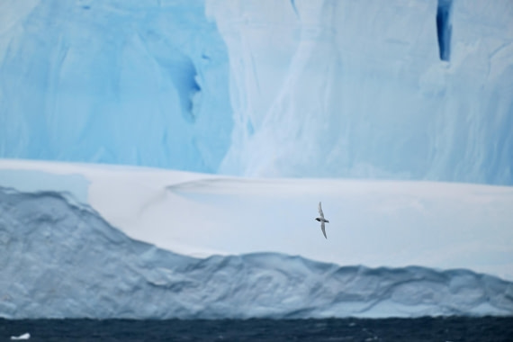 PLA20-24, Day 12, YA6_9251_20241029_7284 © Yves Adams - Oceanwide Expeditions.JPG