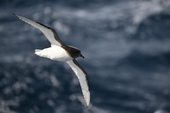 PLA20-24, Day 17, YA6_8939_20241103_7427 © Yves Adams - Oceanwide Expeditions.JPG