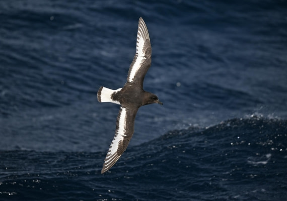 PLA20-24, Day 17, YA6_9116_20241103_7428 © Yves Adams - Oceanwide Expeditions.JPG