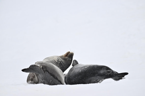 PLA20-24, Day 17, YA6_9175_20241103_7432 © Yves Adams - Oceanwide Expeditions.JPG