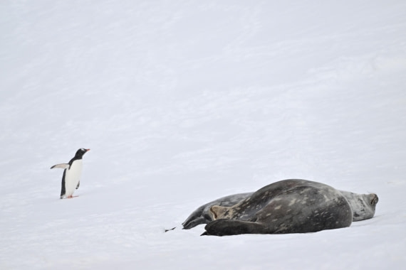 PLA20-24, Day 17, YA6_9332_20241103_7435 © Yves Adams - Oceanwide Expeditions.JPG
