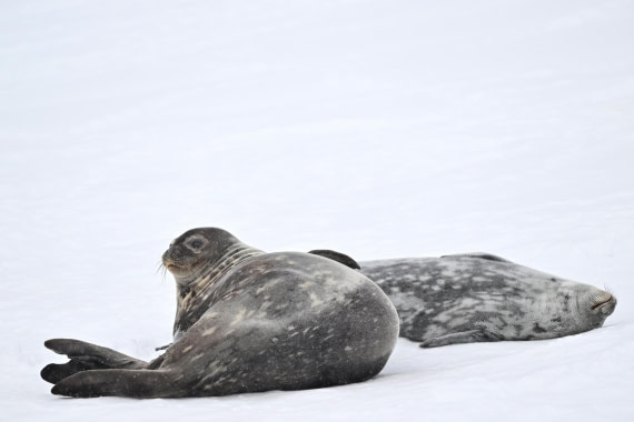 PLA20-24, Day 17, YA6_9871_20241103_7443 © Yves Adams - Oceanwide Expeditions.JPG