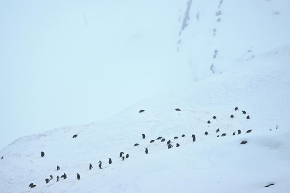 PLA20-24, Day 15, YA6_1337_20241101_7309 © Yves Adams - Oceanwide Expeditions.JPG