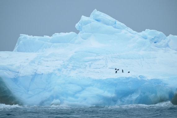 PLA20-24, Day 15, YA6_1471_20241101_7311 © Yves Adams - Oceanwide Expeditions.JPG