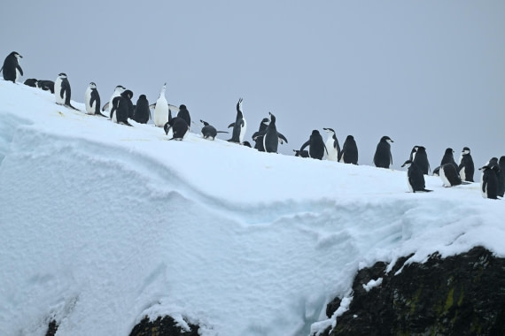 PLA20-24, Day 15, YA6_1940_20241101_7318 © Yves Adams - Oceanwide Expeditions.JPG