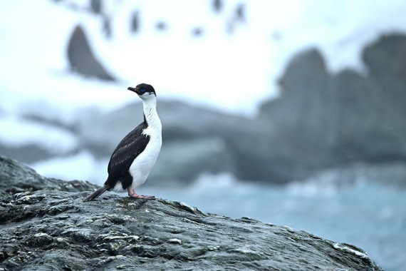PLA20-24, Day 15, YA6_2156_20241101_7326 © Yves Adams - Oceanwide Expeditions.JPG