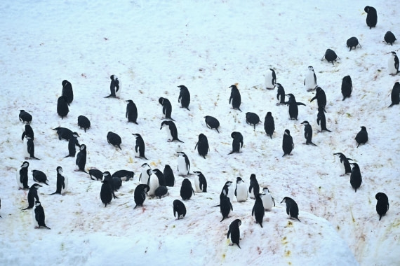 PLA20-24, Day 15, YA6_2176_20241101_7327 © Yves Adams - Oceanwide Expeditions.JPG