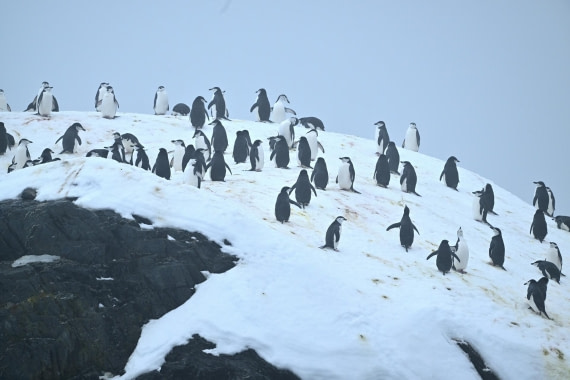 PLA20-24, Day 15, YA6_2192_20241101_7328 © Yves Adams - Oceanwide Expeditions.JPG