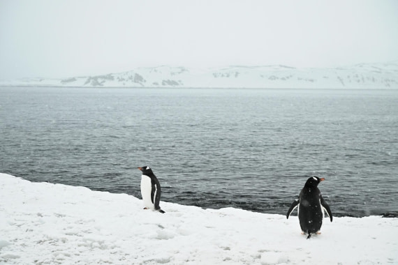 PLA20-24, Day 16, 8AY_5201_20241102_7333 © Yves Adams - Oceanwide Expeditions.JPG